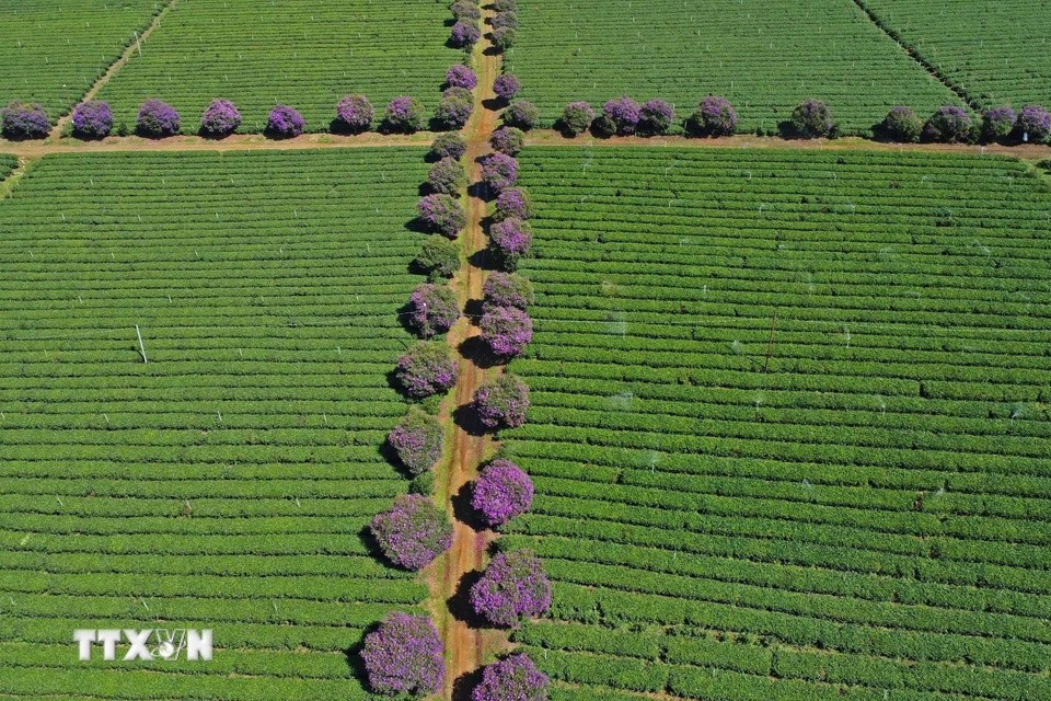 Se plantan flores "mua" a lo largo de los senderos entre las colinas de té. (Foto:VNA)