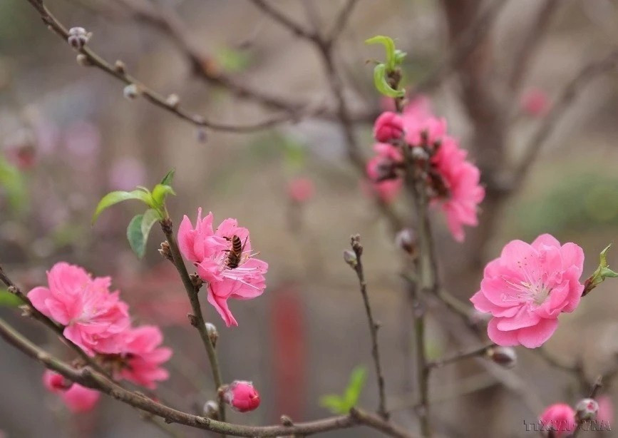 El duraznero “dao bich” es un árbol con flores de color rubí. Cada flor tiene muchas capas de pétalos. (Foto: VNA)