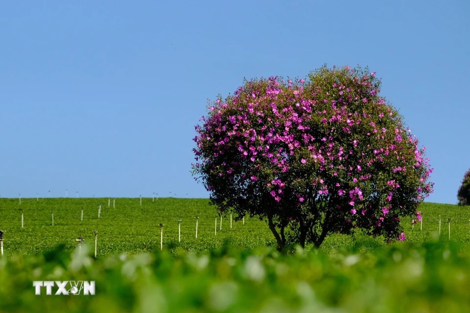 Las flores moradas "mua" abren sus pétalos durante todo un mes, etapa ideal para que los turistas las visiten los fines de semana. (Foto: VNA)