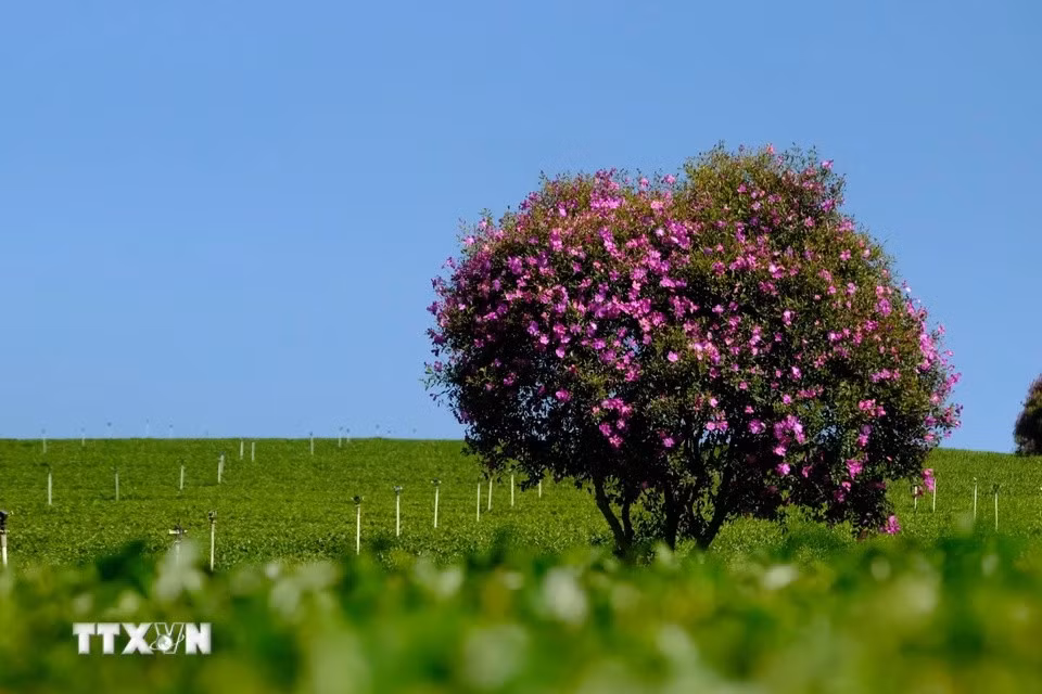 Las flores moradas "mua" abren sus pétalos durante todo un mes, etapa ideal para que los turistas las visiten los fines de semana. (Foto: VNA)