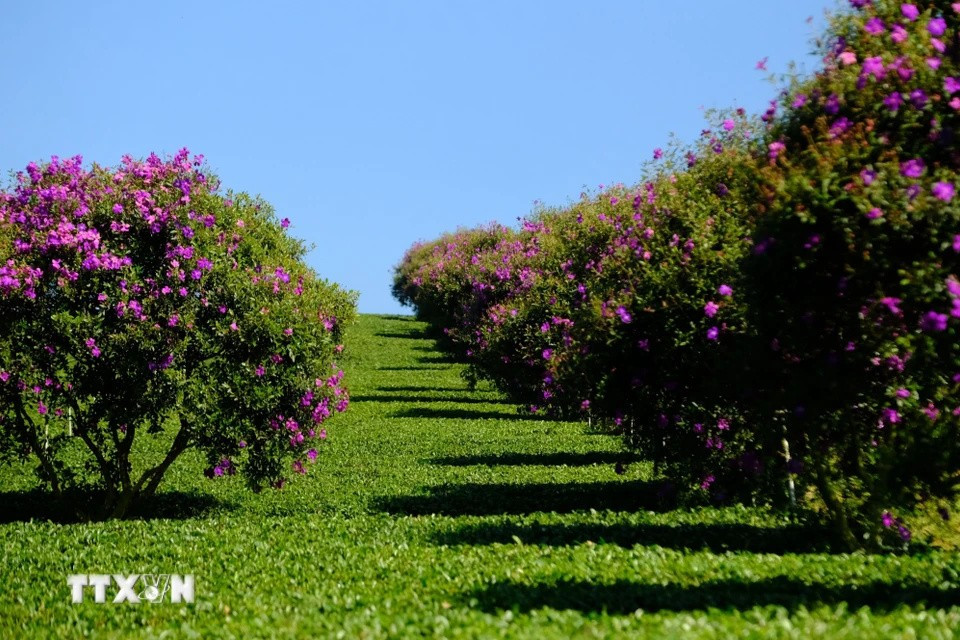 Las flores moradas plantadas a lo largo de los senderos entre las colinas de té crean un paisaje hermoso. (Foto: VNA)