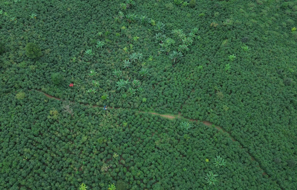 Primer plano de plantas de café en Chieng Mai, mostrando el crecimiento saludable de los cultivos en Son La. Foto: VNA