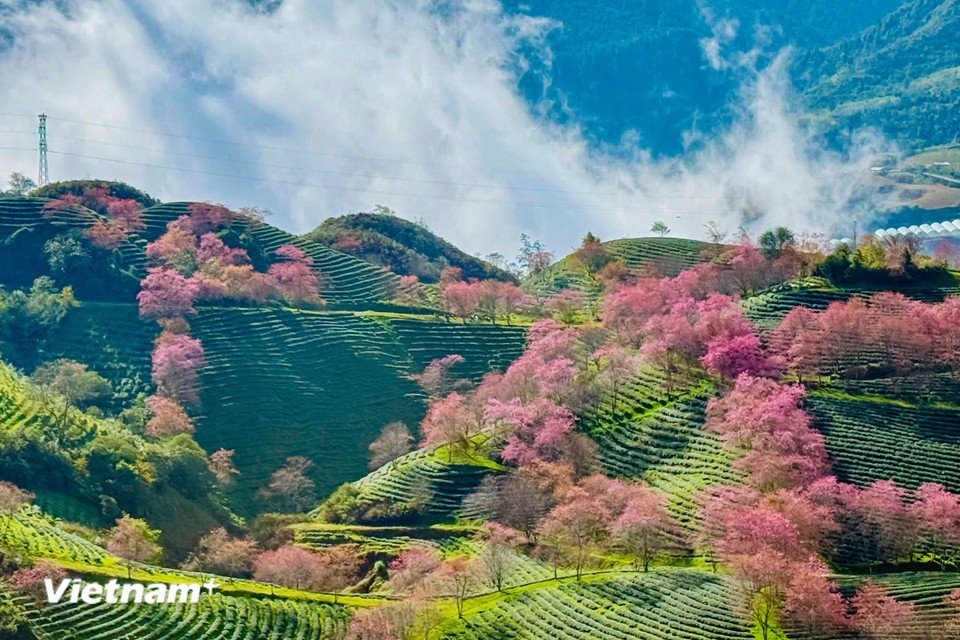 Sapa se caracteriza en esta etapa por el brillante color rosa de los cerezos en flor. (Foto: Vietnam+)