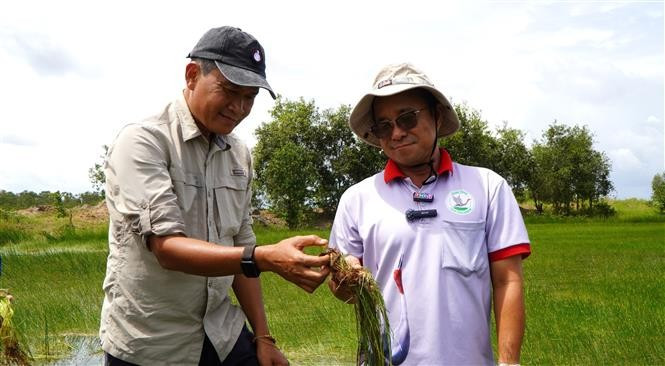 El especialista Tran Triet (izquierda) de la Sociedad Internacional de Grullas, se muestra entusiasmado con la recuperación del árbol “Nang kim” (Eleocharis ochrostachys), una fuente de alimento para las grullas de corona roja. Foto: VNA