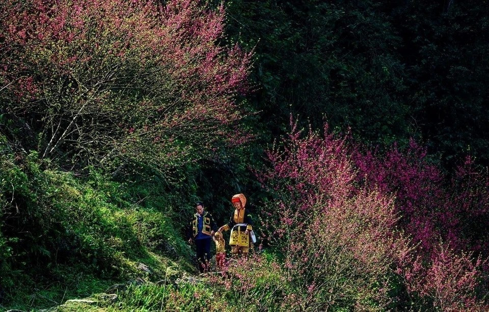 Las flores de durazno crecen en el pico Mau Son en la provincia de Lang Son. (Foto: VNA)