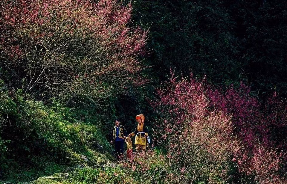 Las flores de durazno crecen en el pico Mau Son en la provincia de Lang Son. (Foto: VNA)