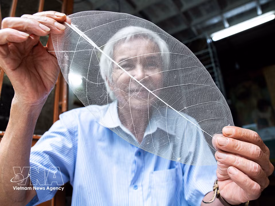 Tras el tratamiento, el esqueleto de la hoja de almendro se vuelve extremadamente fino y transparente, como una delicada capa de velo. Foto: VNA