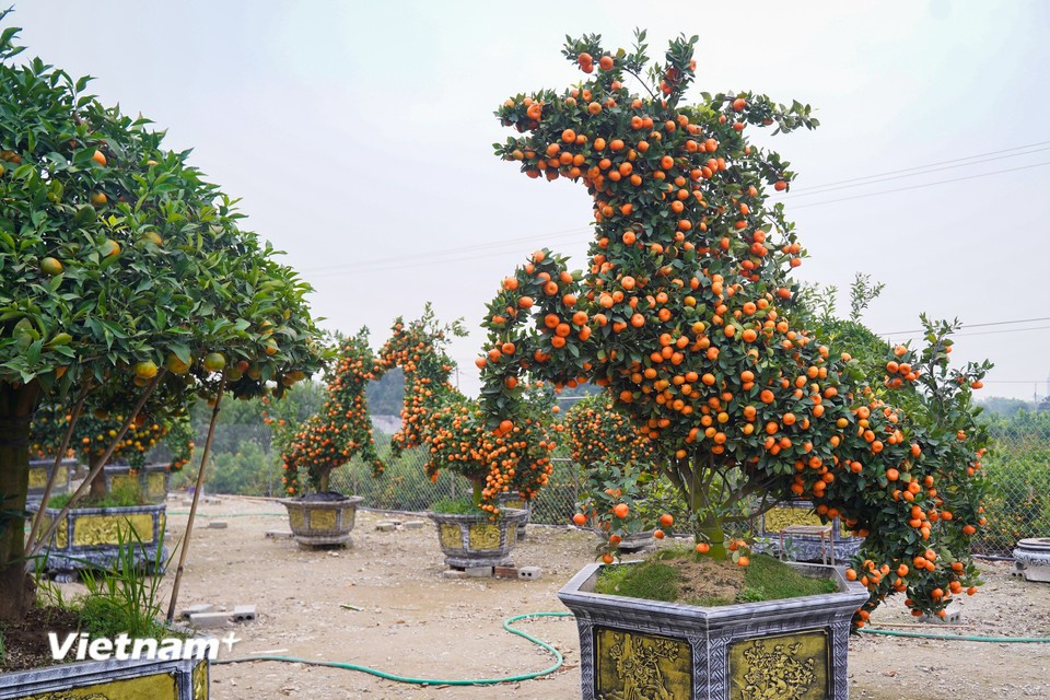 Cada árbol de mandarina con forma de caballo mide aproximadamente tres metros de altura y 2,5 metros de longitud. Las copas del árbol representan las cuatro patas, la cabeza y la cola del caballo, modeladas de manera continua y equilibrada, y cubiertas con miles de frutos maduros de tono naranja. (Foto: Vietnam+)