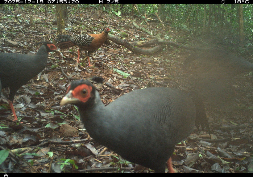 El registro de una diversidad considerable de especies a través del monitoreo no invasivo evidencia que la zona de estudio sigue conservando condiciones ecológicas propicias para la existencia de múltiples grupos de fauna forestal. (Foto: Junta de Gestión del bosque de protección paisajística del Santuario de My Son)