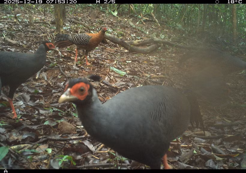 El registro de una diversidad considerable de especies a través del monitoreo no invasivo evidencia que la zona de estudio sigue conservando condiciones ecológicas propicias para la existencia de múltiples grupos de fauna forestal. (Foto: Junta de Gestión del bosque de protección paisajística del Santuario de My Son)