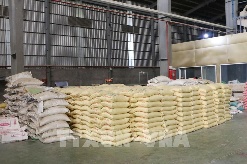La ciudad de Can Tho cuenta con unas 390.000 hectáreas de producción arrocera, con una producción de unos 3 millones de toneladas. (Foto: VNA)