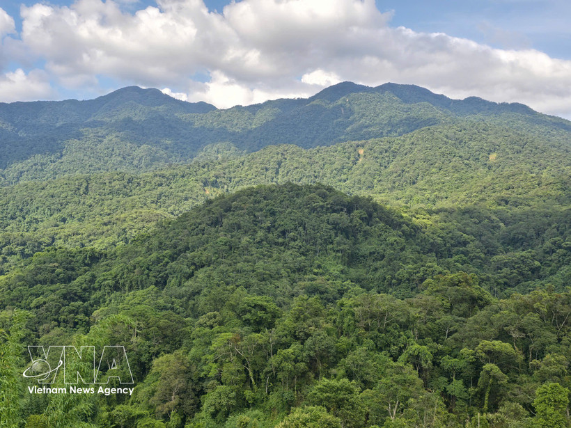 Invertir en bosques equivale a invertir en el futuro. (Foto: VNA)