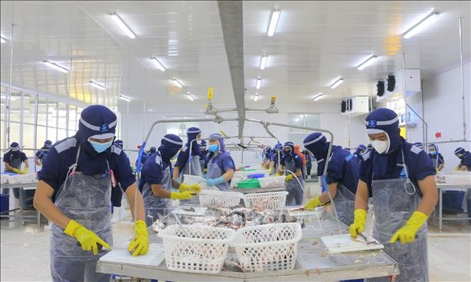 Los trabajadores de la compañía de importación y exportación de mariscos Cuu Long An Giang (parque industrial My Quy, ciudad de Long Xuyen) regresan a trabajar con normalidad después del feriado del Año Nuevo Lunar de 2025. (Foto: VNA)