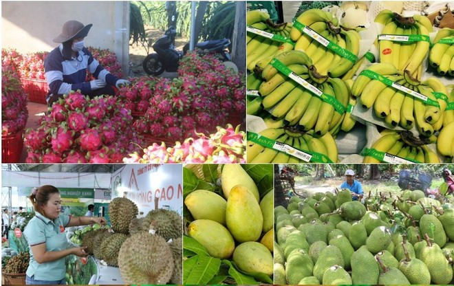 El volumen de exportaciones de frutas y hortalizas en los primeros 10 meses supera los 7 mil millones de dólares, lo que representa un aumento de aproximadamente el 14% con respecto al mismo período del año anterior. (Foto: VNA)