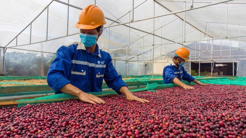 Los grupos de productos agrícolas de Vietnam tienen ventajas a la hora de exportar a Estados Unidos en particular y al mundo en general. (Foto: thanhnien.vn)