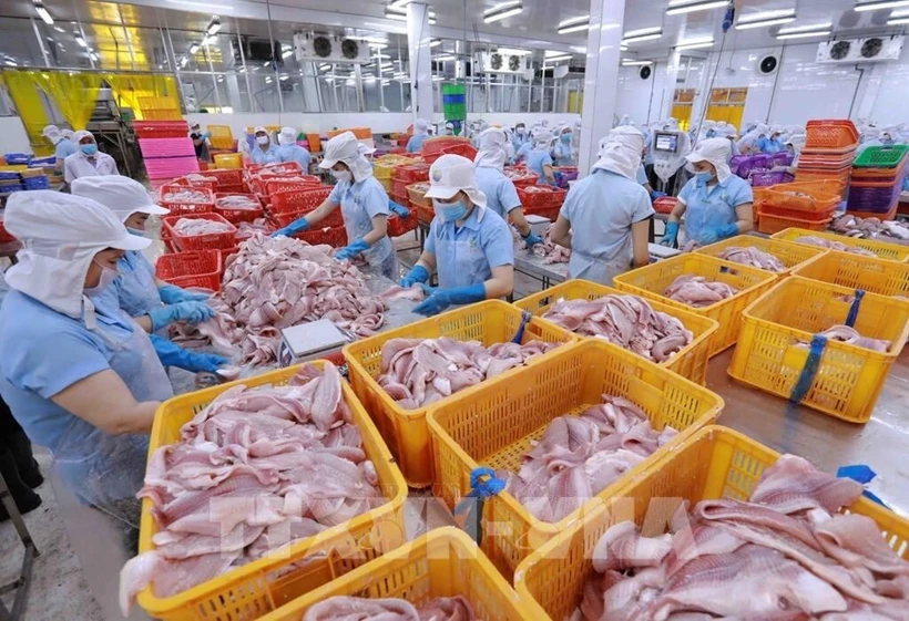 La UE no aplicará medidas defensivas fiscales y no fiscales contra Vietnam. Foto ilustrativa: Clasificación de productos de filete de pangasius en la fábrica de Navico. (Fuente: VNA)