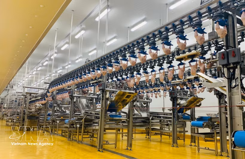 Una moderna línea de producción dentro de una planta procesadora de aves. (Foto: VNA)
