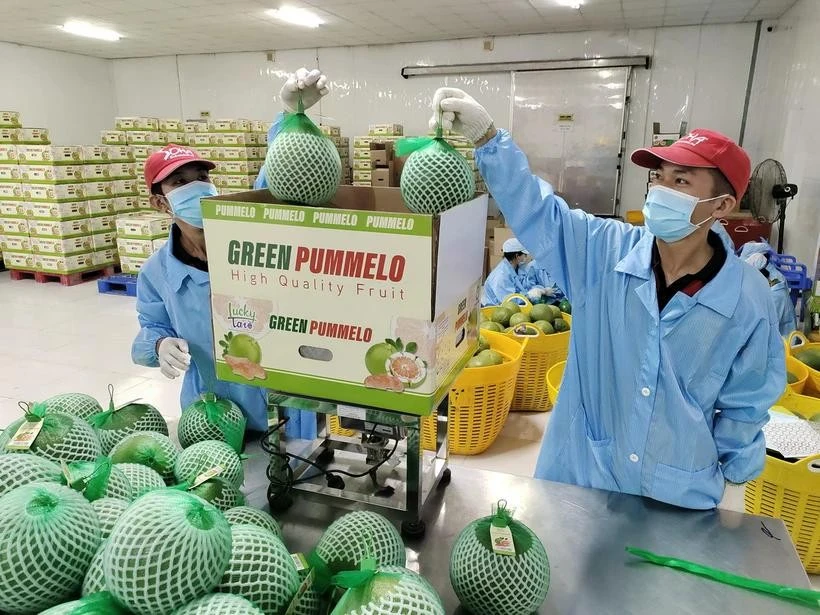 Embalaje de pomelo vietnamita para la exportación (Fuente: VNA)