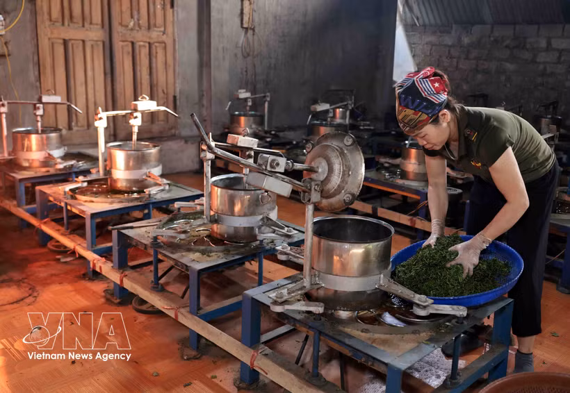 La Cooperativa de Productos Agrícolas Lien Minh, en el barrio de Vo Nhai, provincia de Thai Nguyen, ha contribuido a la generación de empleo estable para cientos de sus miembros. (Foto: VNA)