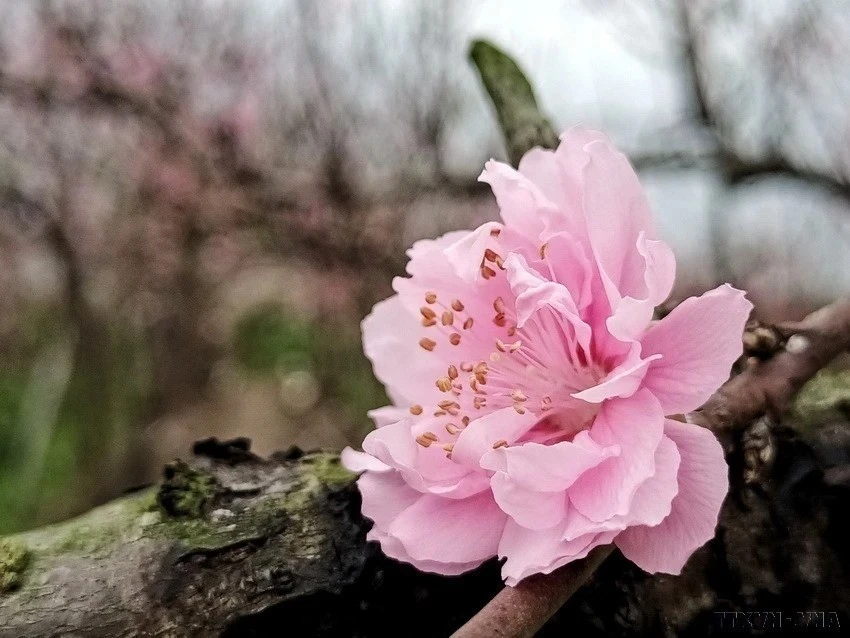 La flor del durazno tiene gran diámetro y muchos pétalos. (Foto: VNA)