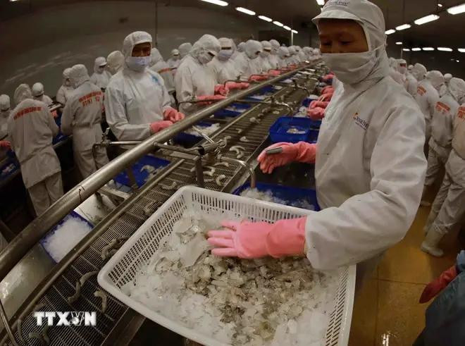 La cadena de procesamiento de camarones para la exportación en Vietnam (Fuente: VNA) 12.webp