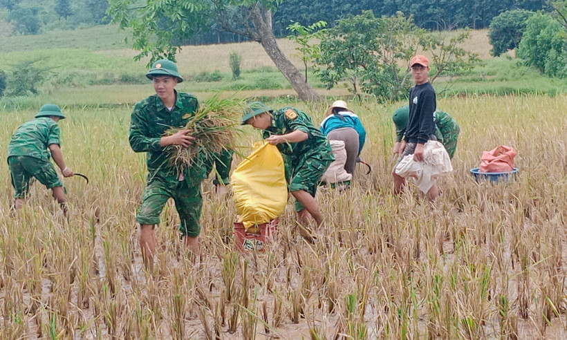 Los soldados ayudan a la gente a cosechar arroz durante las inundaciones. (Foto: VNA)