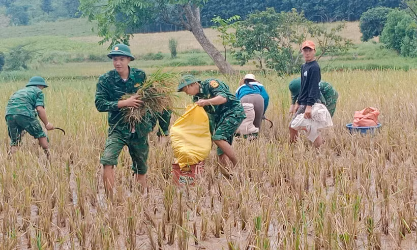 Los soldados ayudan a la gente a cosechar arroz durante las inundaciones. (Foto: VNA)