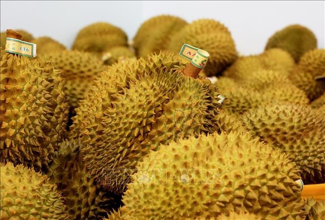 Exportación de durian de Vietnam a China. (Fuente: VNA)