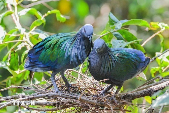 Aparecen palomas de Nicobar en el Parque Nacional de Con Dao.