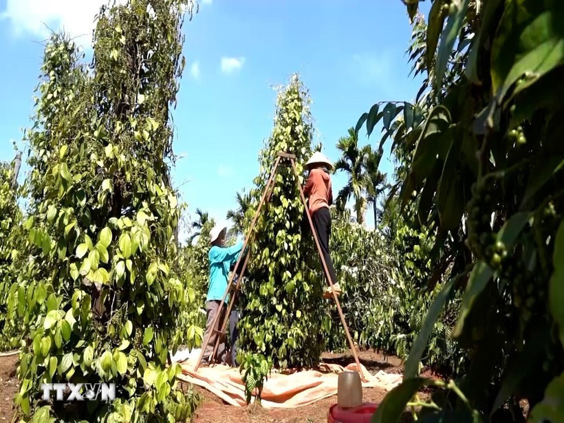 Agricultores de la provincia de Gia Lai cosechan el pimienta. (Foto: VNA)