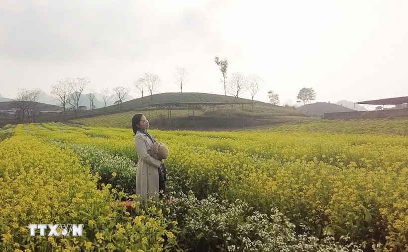Campos de mostaza de Moc Chau cautivan a los visitantes
