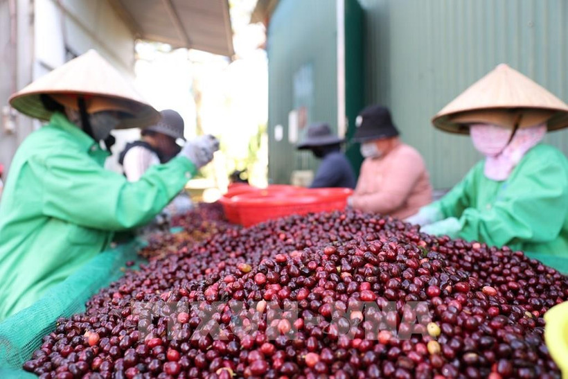 Las exportaciones de café de Vietnam alcanzaron un nivel histórico en los primeros siete meses de 2025 (Fuente: VNA)