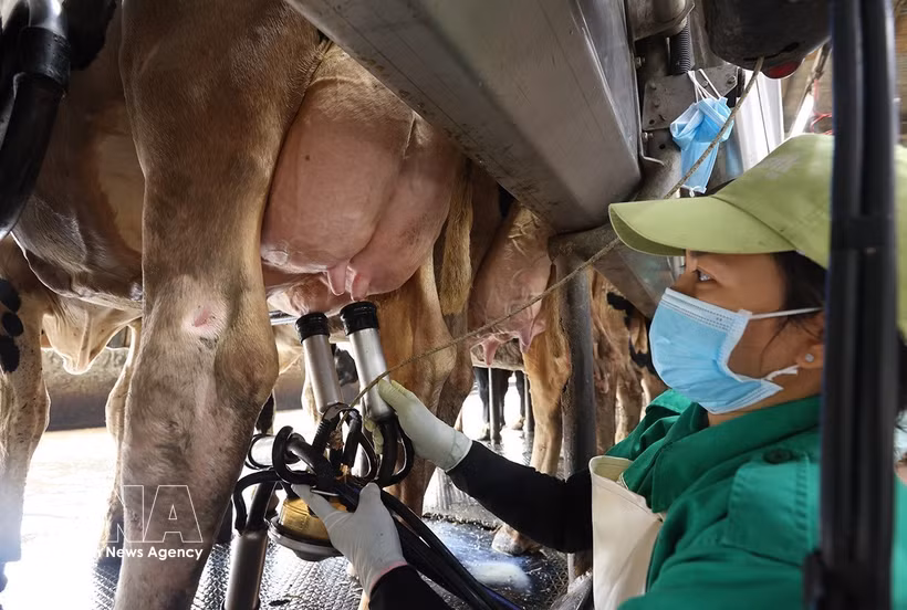 Extracción de leche en una granja lechera de Vinamilk, en la comuna de An Nhon Tay, provincia de Gia Lai. Foto: VNA