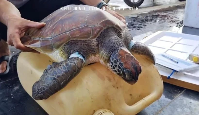Una tortuga marina en peligro de extinción es rescatada en la provincia vietnamita de Quang Ngai. (Fuente: VNA)