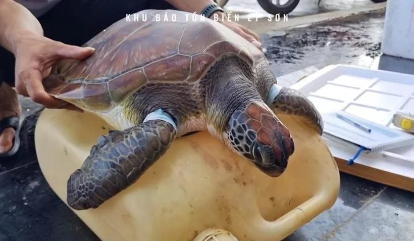 Una tortuga marina en peligro de extinción es rescatada en la provincia vietnamita de Quang Ngai. (Fuente: VNA)