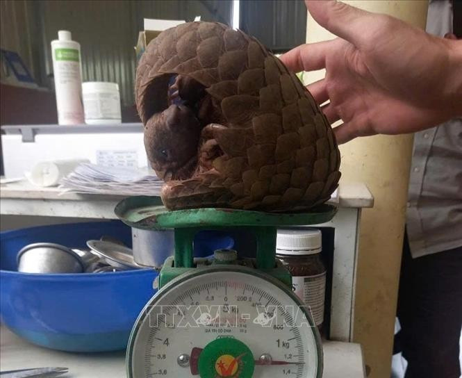 El pangolín de Java descubierto por un residente frente a su casa en Quang Tri es entregado al Departamento de Protección Forestal. (Fuente: VNA)