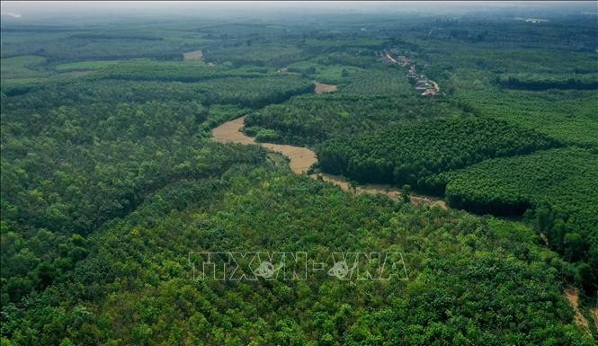 Área forestal en el distrito de Gio Linh (Quang Tri). (Foto de ilustración: VNA)