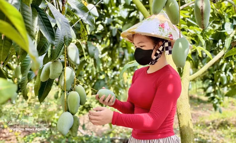 Los mangos de la provincia de An Giang seducen a muchos mercados exigentes.(Foto: VNA)