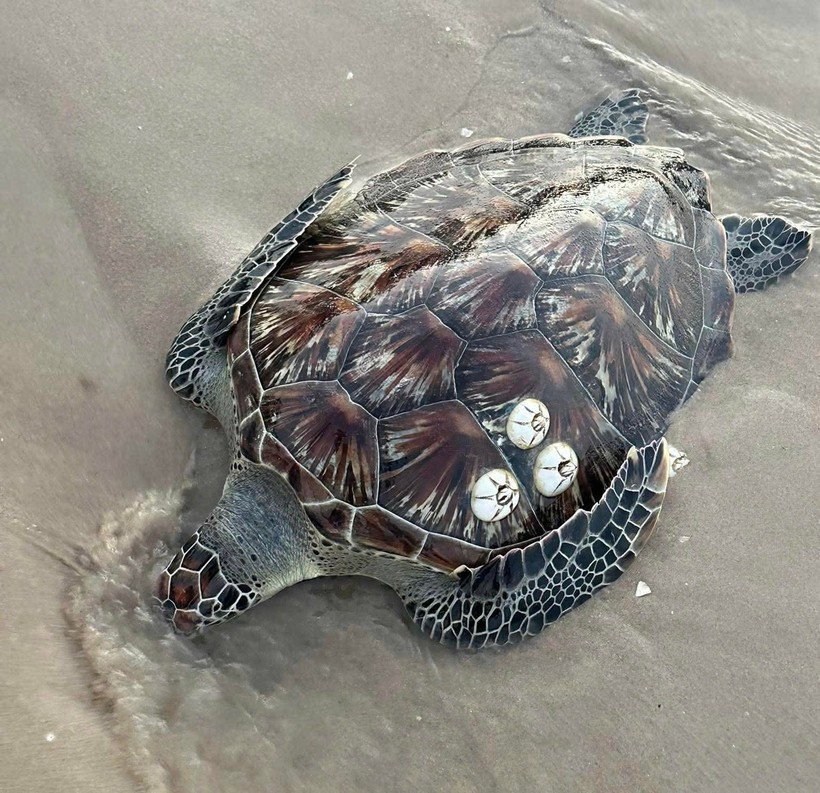 La rara tortuga marina encontrada en la playa de Nganh Tam Tan, en la comuna de Tan Hai, la mañana del 24 de marzo. (Foto: proporcionada por un residente local)