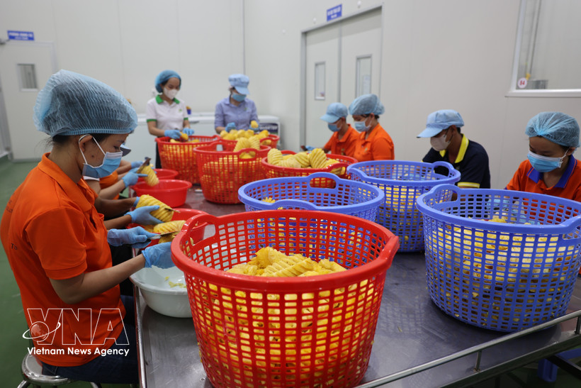Procesamiento de frutas para la producción de jugos en la Compañía de Bebidas Wana (Parque Industrial Chau Duc, Ba Ria–Vung Tau). Foto: VNA