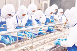 Trabajadores procesan camarones congelados para exportación en la Compañía de Desarrollo Pesquero Costero (COFIDEC), Ciudad Ho Chi Minh. (Foto: nhandan.vn)