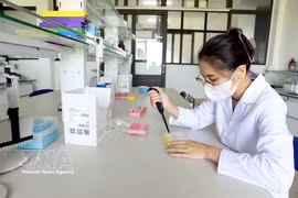 La empresa por acciones del Grupo Thai Binh Seed aplica la ciencia y la tecnología, realizando investigación y producción de numerosas variedades de cultivos de alto rendimiento y alta calidad. (Fuente: VNA)