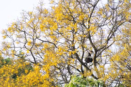 Flores de Lim Xet iluminan la península de Son Tra con su resplandor amarillo