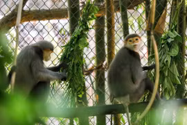 Descubra el reino de los primates raros en Parque Nacional Cuc Phuong