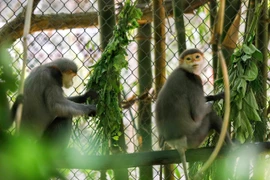 Descubra el reino de los primates raros en Parque Nacional Cuc Phuong