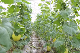 La provincia de Bac Ninh busca expandir aún más los modelos de agricultura orgánica y promover la adopción de prácticas agrícolas de alta tecnología. (Foto: bacninh.gov.vn)