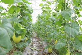 La provincia de Bac Ninh busca expandir aún más los modelos de agricultura orgánica y promover la adopción de prácticas agrícolas de alta tecnología. (Foto: bacninh.gov.vn)