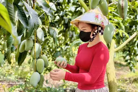 Los mangos de la provincia de An Giang seducen a muchos mercados exigentes.(Foto: VNA)