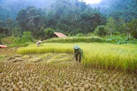 Tradición única del pueblo Thai en Nghe An para conservar el arroz