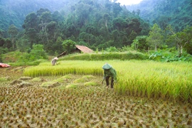 Tradición única del pueblo Thai en Nghe An para conservar el arroz
